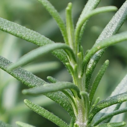 2000迷迭香的种植方法迷迭香喜光耐旱，需全日照养护，土壤以疏松沙质土为佳，用园