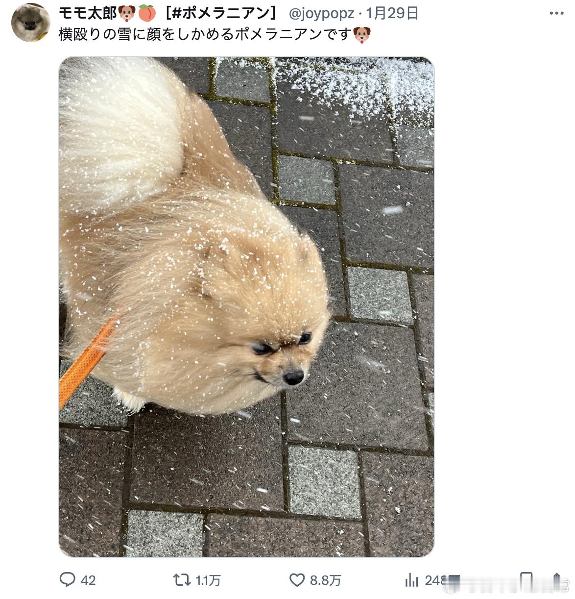 对着迎面殴来的雪眉头紧锁的博美狗子🐶