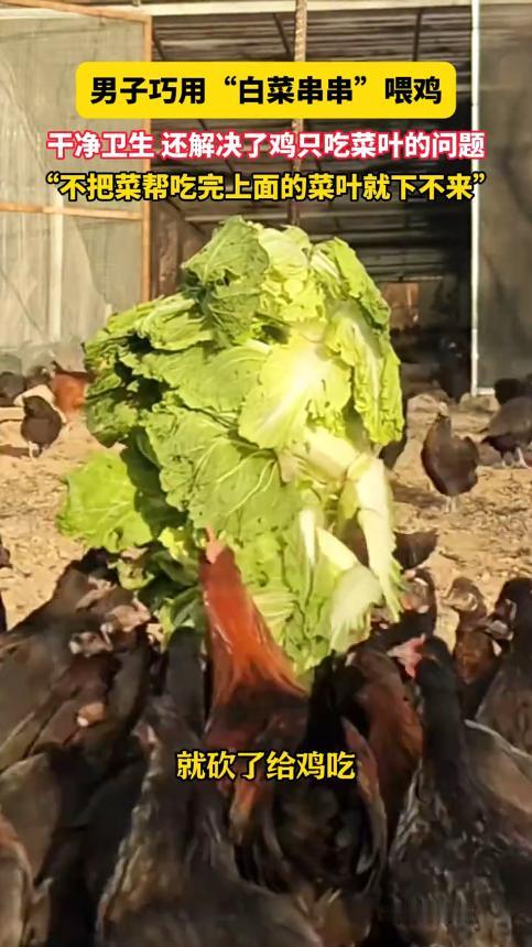 “人怎么能这么聪明！”北京，一男子农场里养了1500只鸡，还种了各种蔬菜，长得不