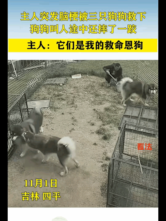 主人突发脑梗，直接倒在院子里动弹不得。家里三只狗狗察觉到危险，立刻冲出门，满小