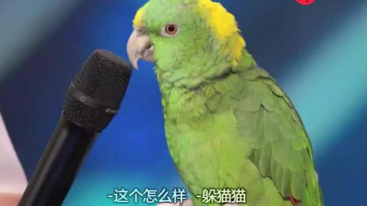 这是鹦鹉竟然能说话又能唱歌,简直超神了!