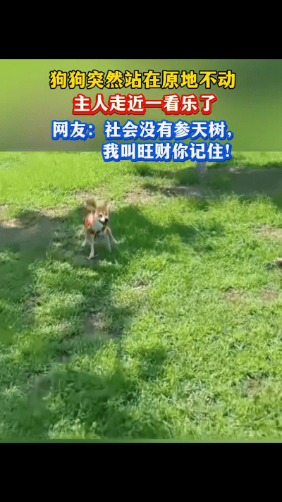 这小狗太旺财了！女子出门遛狗，路过一处草坪，狗狗却突然站在原地不动，女子喊了好半