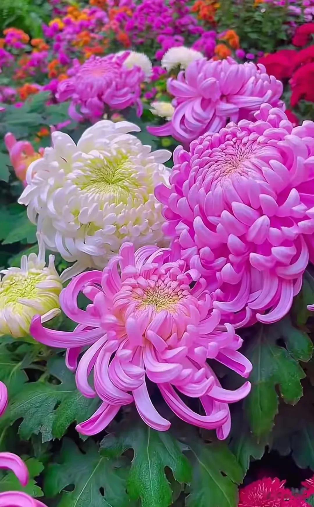 上联:冬雪催开梅蕊艳下联:秋风绽放菊花香横批:秋景如画