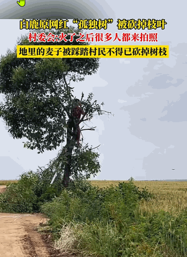 一点边界感都没有！西安那棵网红树因为它长得好看，无数人涌去打卡，把人家村民的麦田