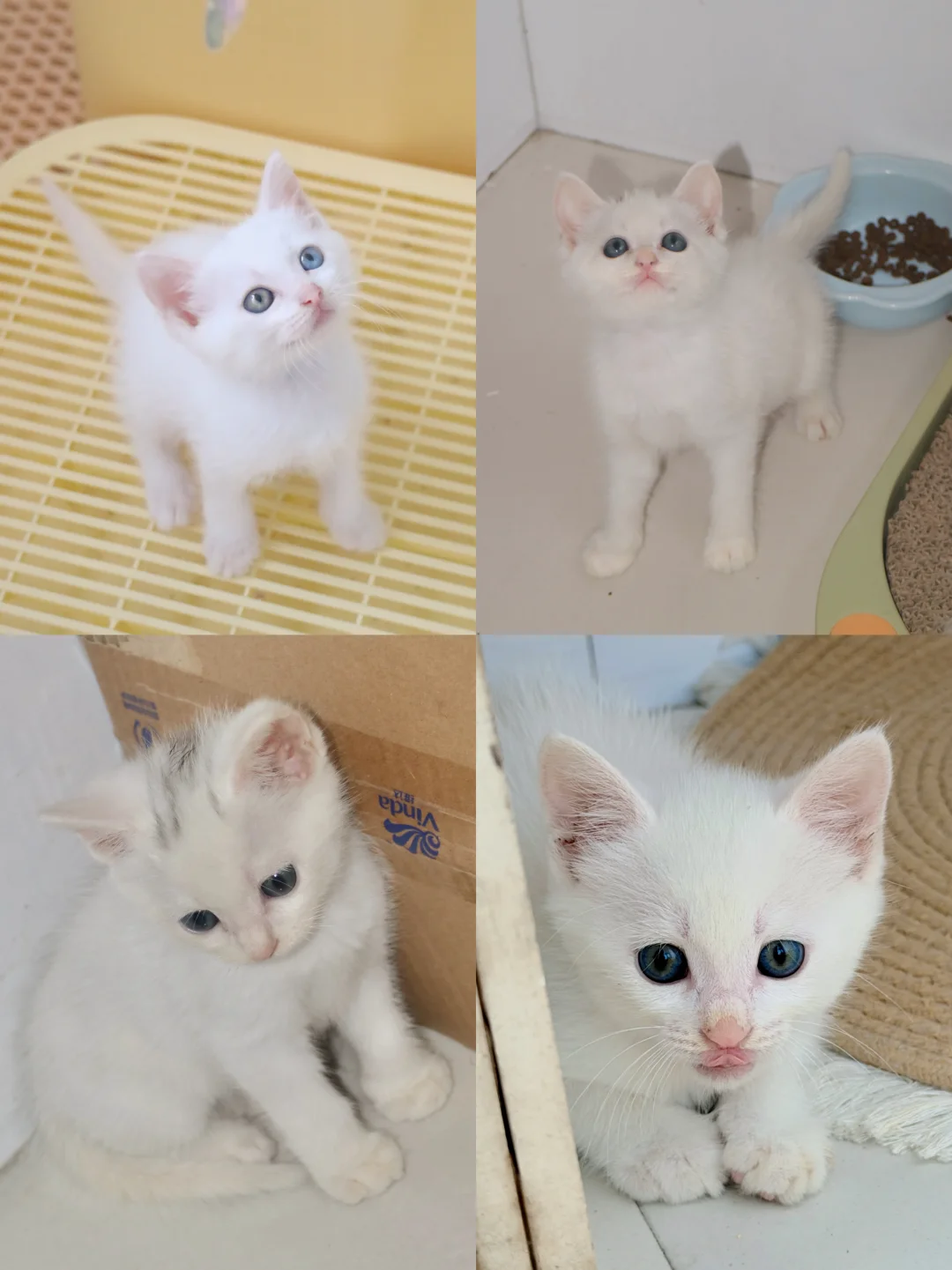 家养纯白美短小猫找家长啦