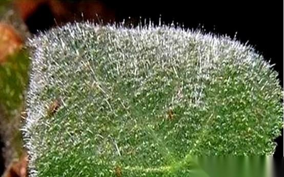 他不是死在冲锋的路上，也不是死在敌人的枪口下。他是在自己营地里，用战友的枪，亲