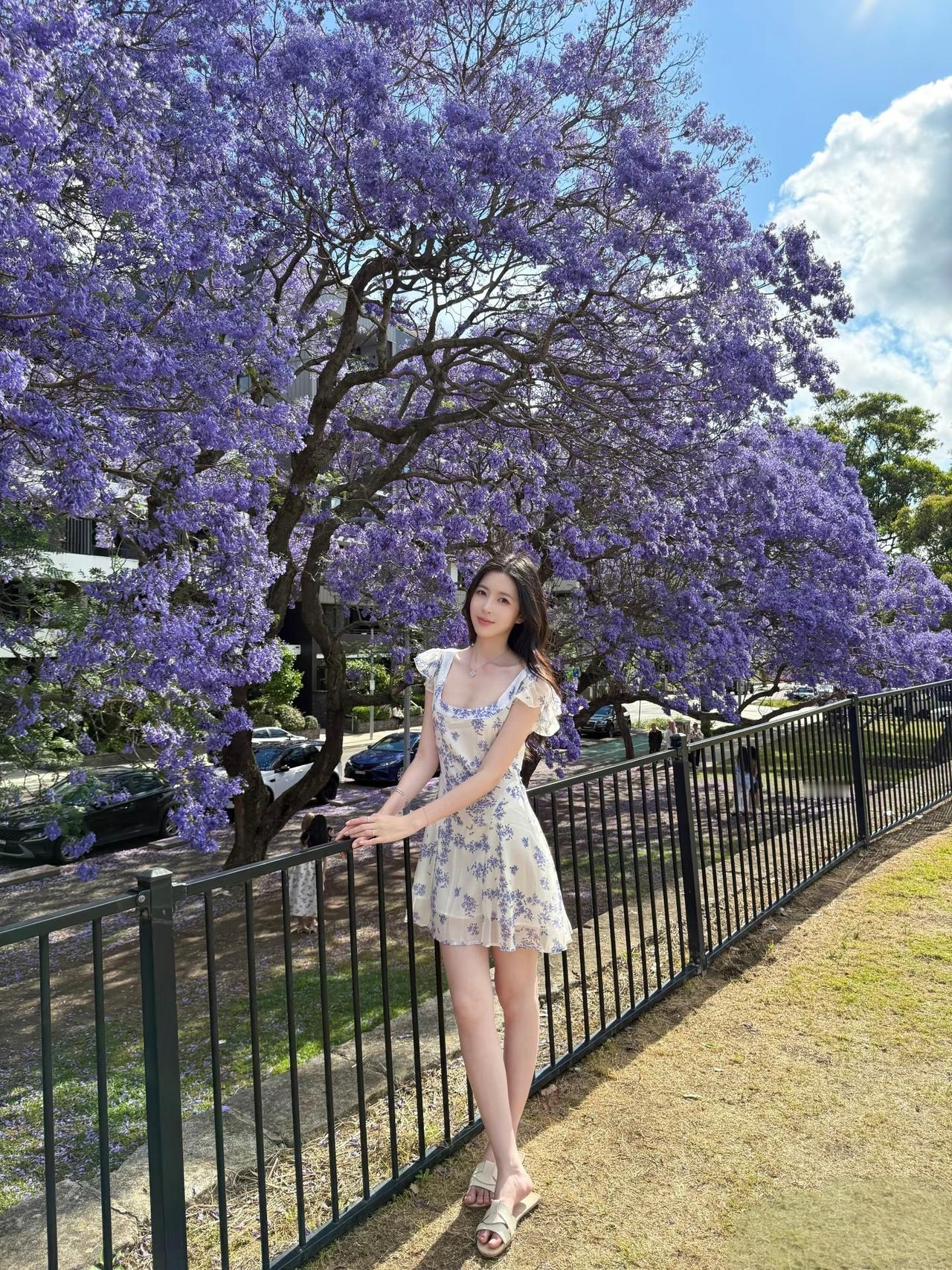 梧桐花开