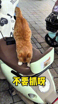 看到这个视频，瞅瞅这只橘猫，直接赖在电动车座上睡大觉！主人喊它起来，它还伸懒腰磨