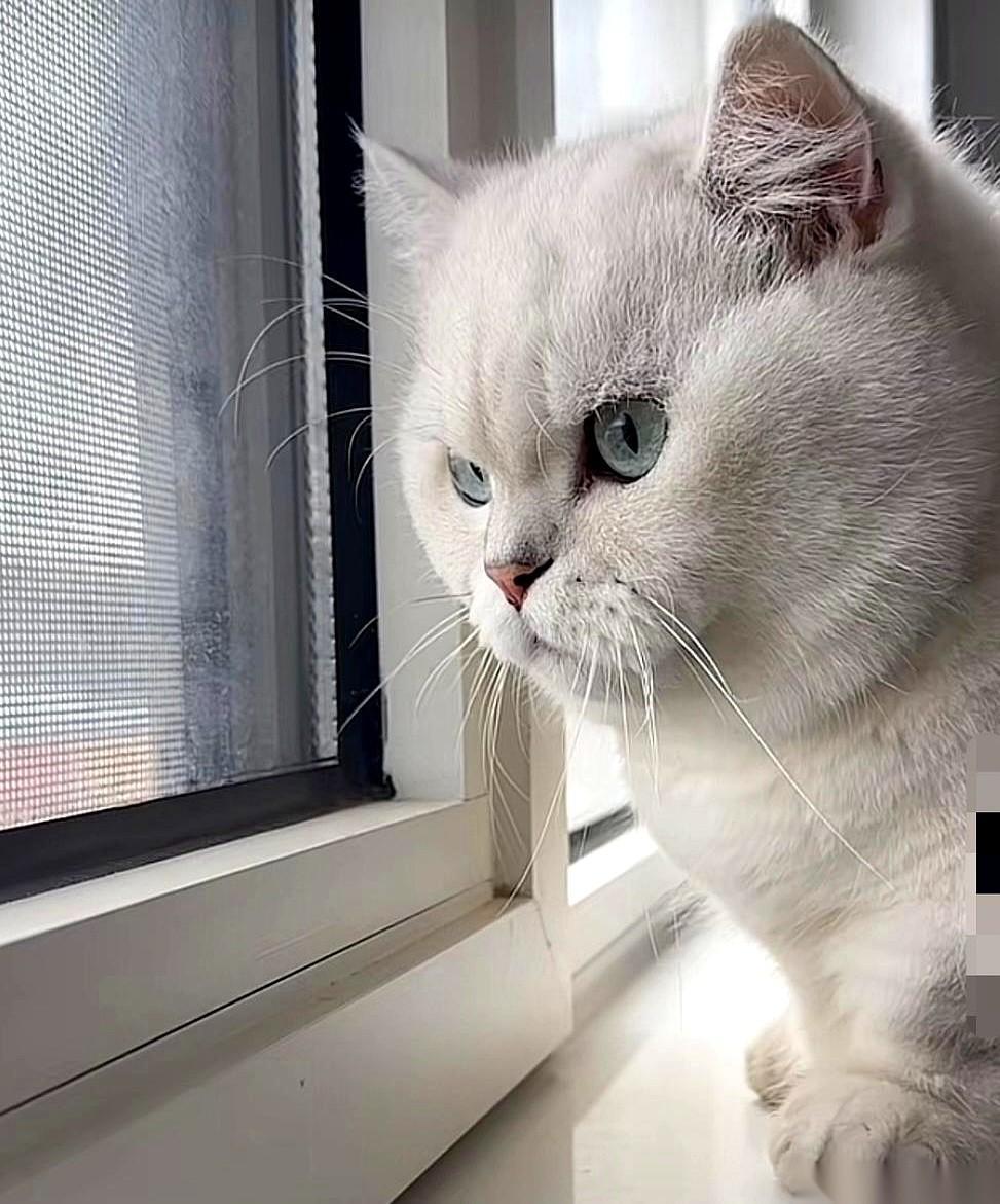 当初大冬天把它扔出来的，是你家。现在看我给养得干干净净、服服帖帖了，天天抱回家