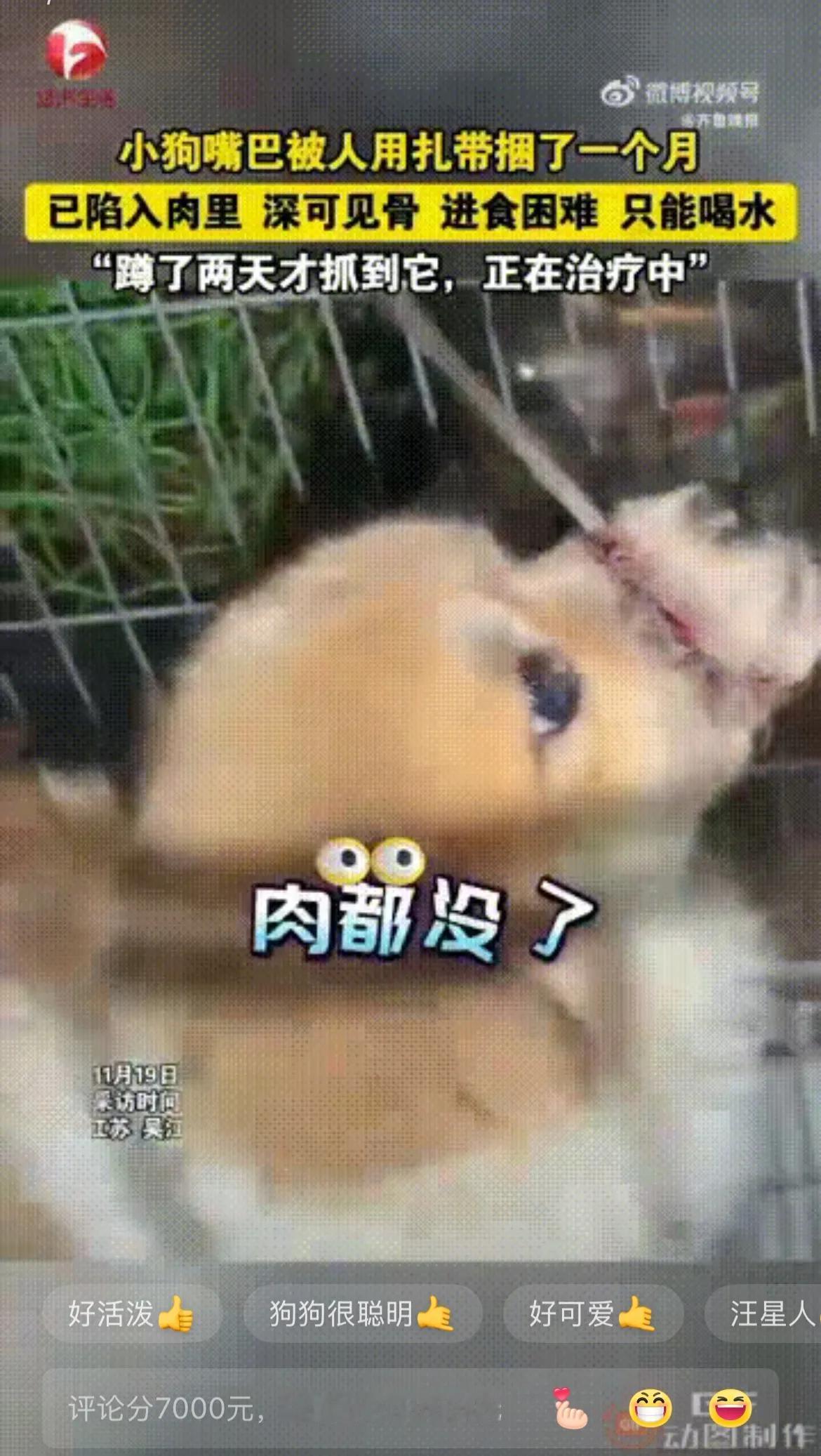 江苏一名女子发视频称，最近有一只小狗经常跑到自己家门口，自己定睛一看，发现小狗的