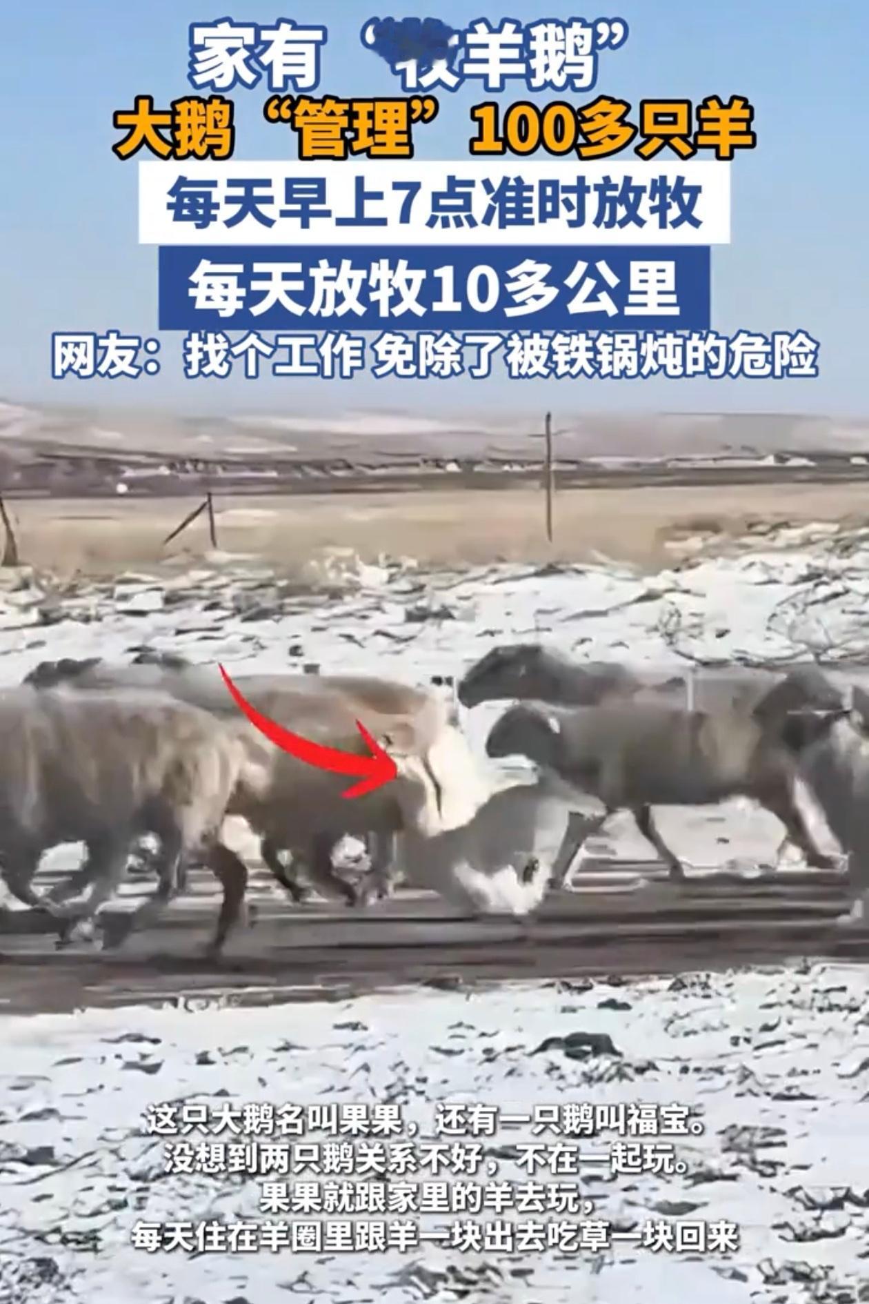 “太有灵性了！”内蒙古一男子养了2只鹅，总喜欢打架，男子一气之下，直接将一只鹅扔