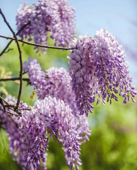 “花花世界”添爆款 紫藤花瀑开启“浪漫”模式
