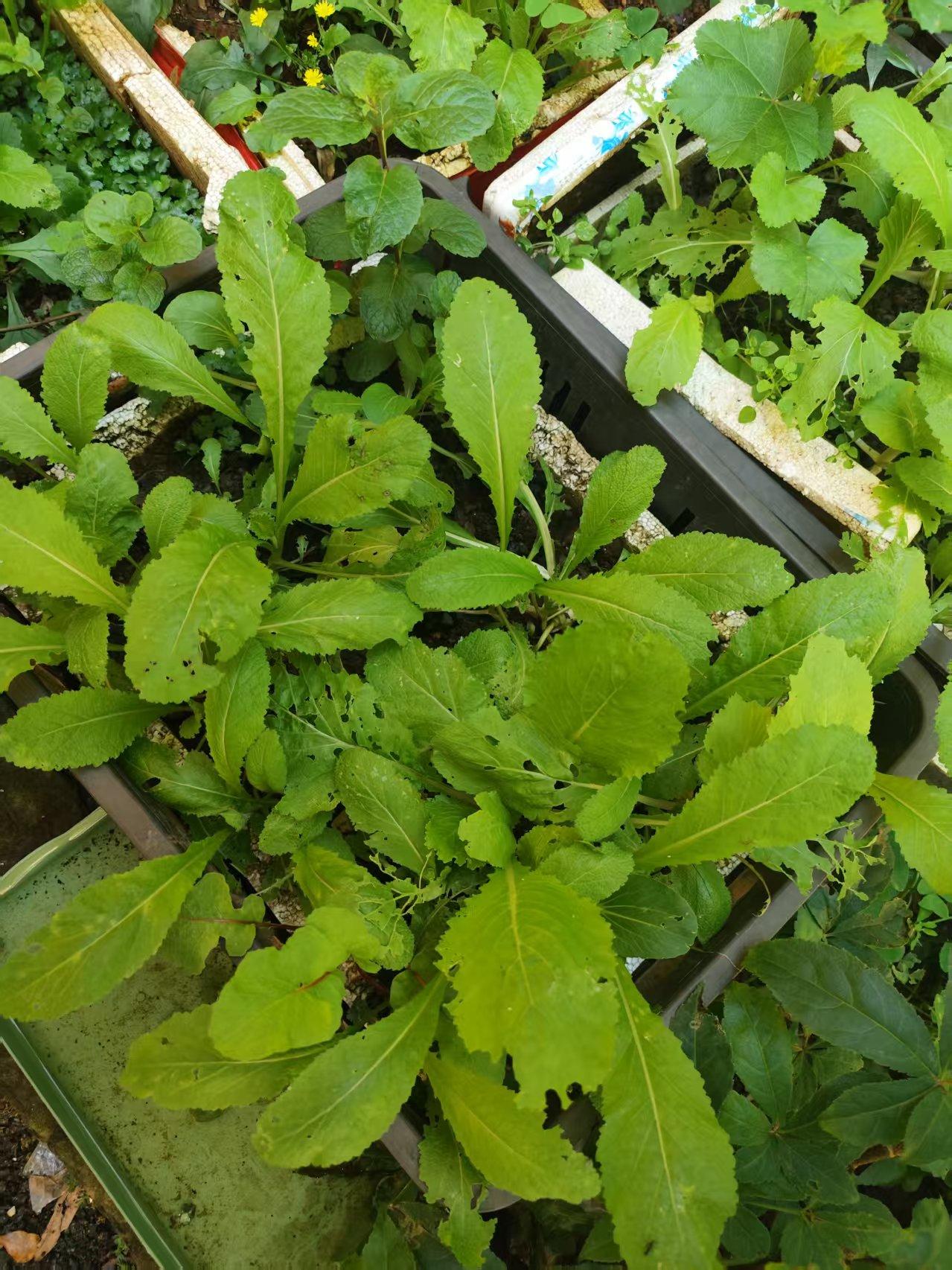 一位老教师说：“假如把全校最差的学生们集中到一个班级，然后派最强的师资队伍去带这