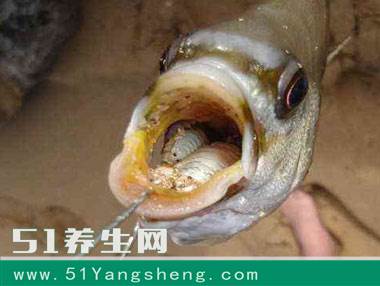 开眼界, 太吓人了, 野外钓鱼时看到鱼嘴里的东西, 吓得赶紧扔了! ! !