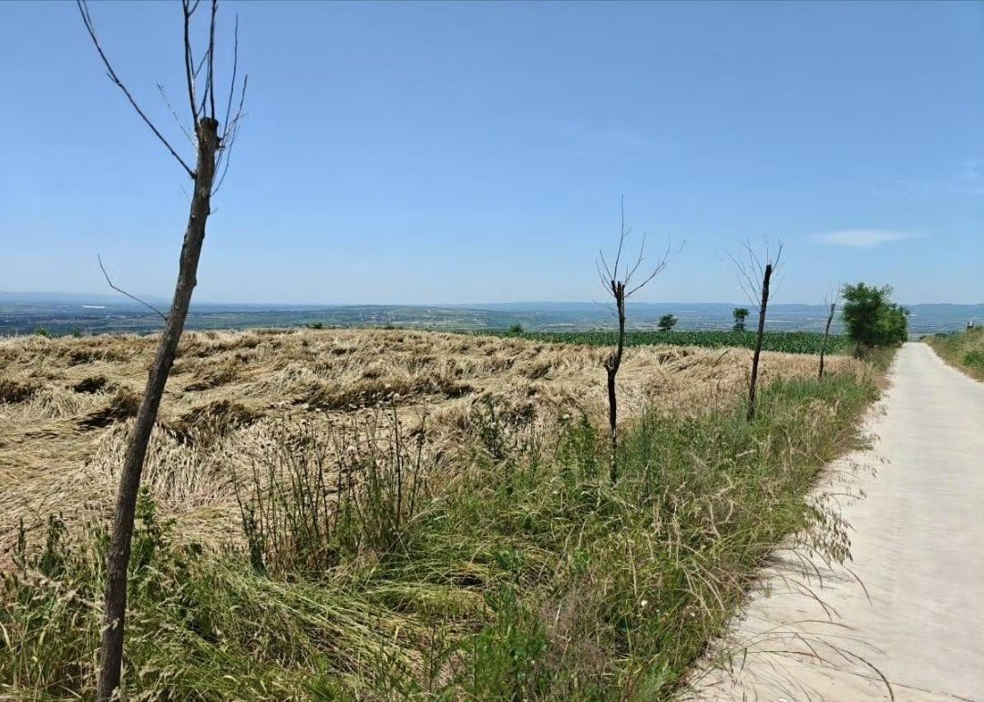 【咸阳永寿县高标准农田项目行道树枯死缺株农业部门：限期整改全面修复农田绿化配