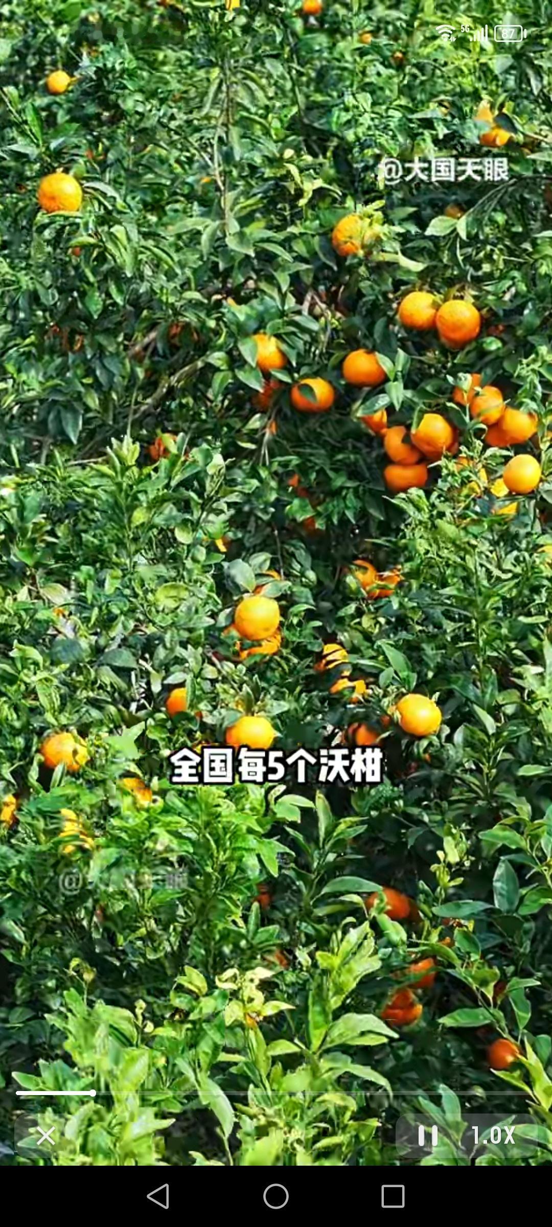 全国最大的沃柑种植基地太牛啦，全国每5个沃柑就有一个来自这儿。就拿南宁武鸣区来说