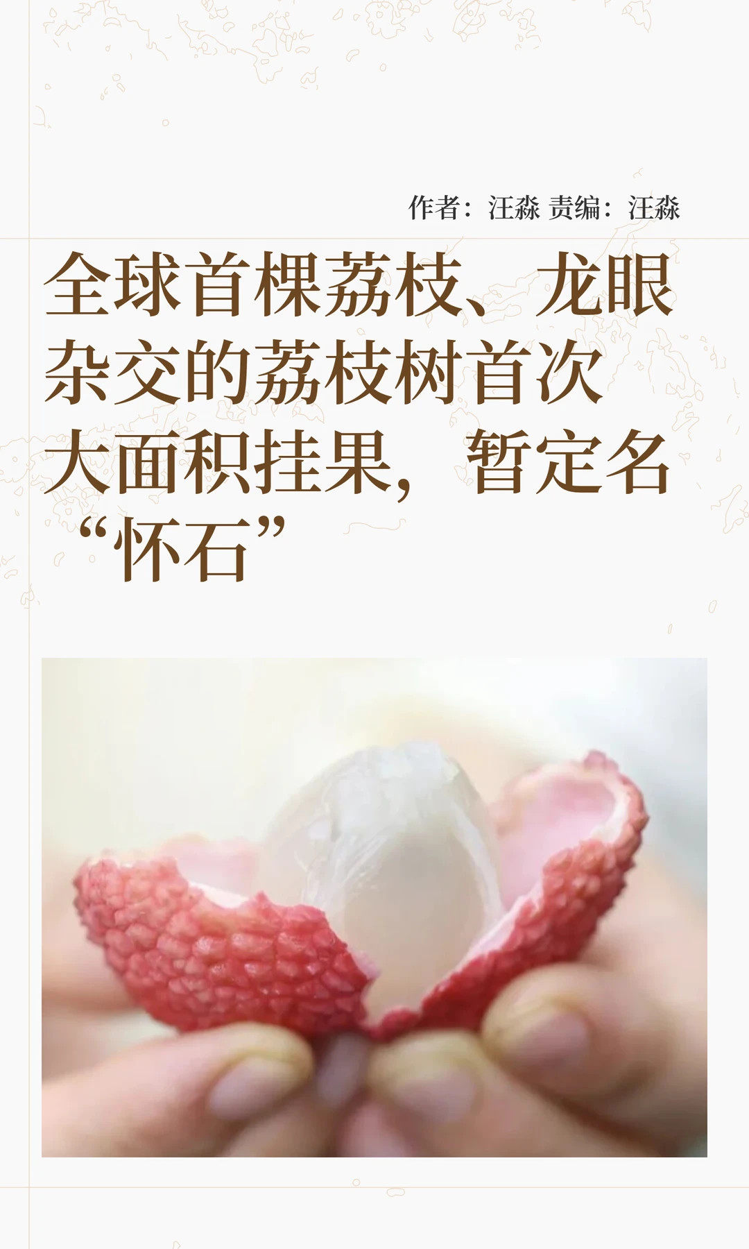 荔枝清甜×龙眼脆嫩：“怀石”大面积挂果