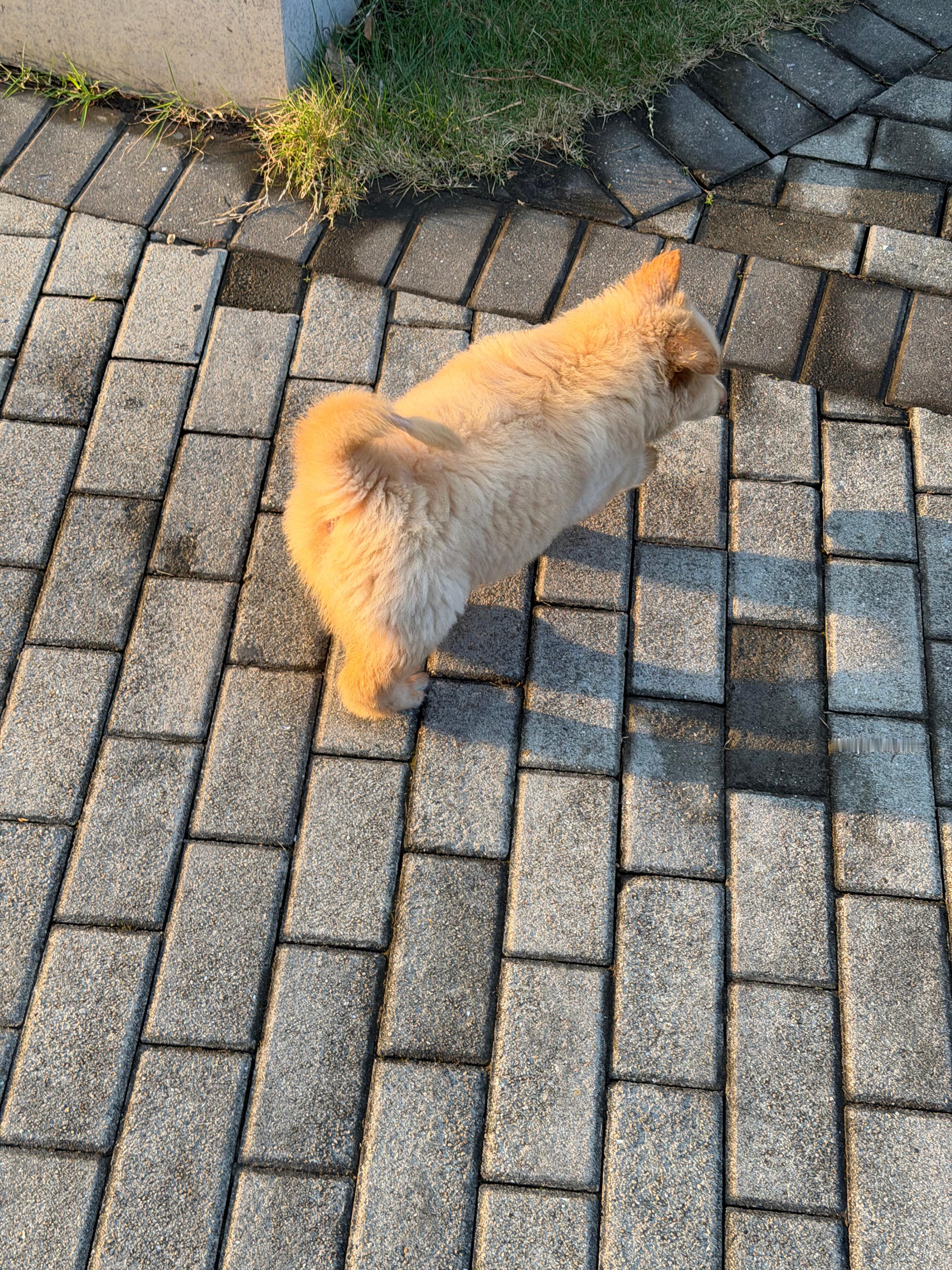 女子踩狗屎后用狗爪刮中1万元只能是自己的狗吗路边碰到的小胖狗行不行