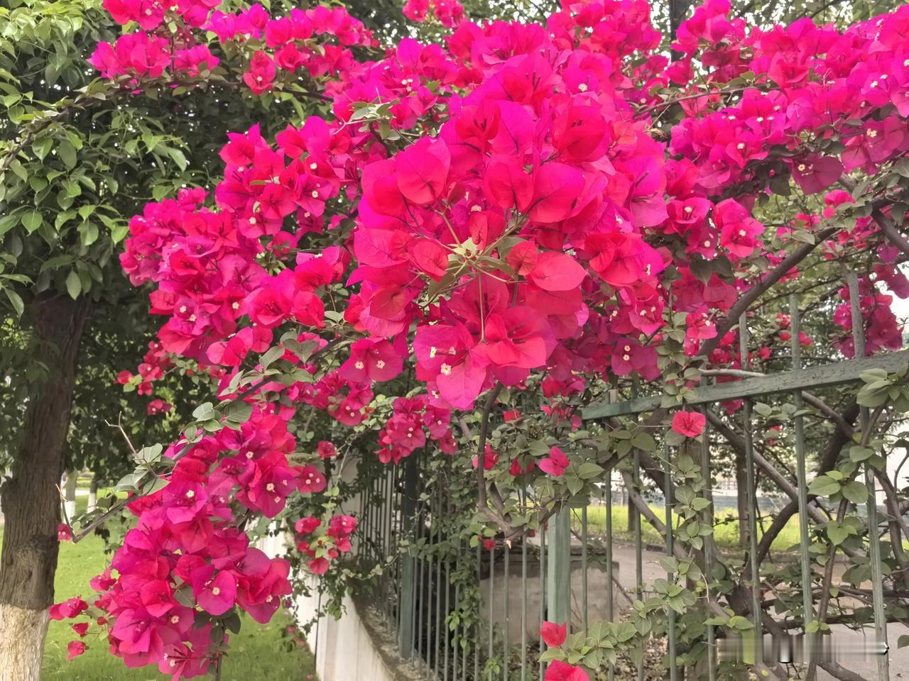 五月，似乎是三角梅独有的季节。在四川宜宾，三角梅的身影随处可见，街头巷尾、路边山