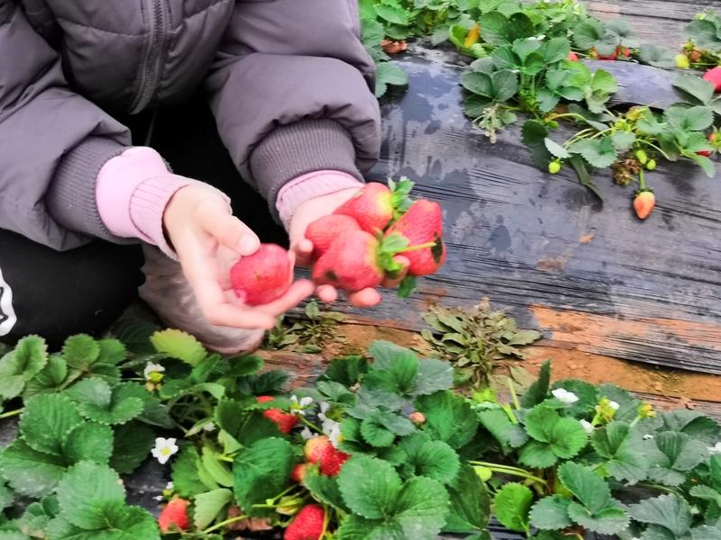 坐标：郑州。郑州今年的菜是真便宜啊！我们村从我记事起就种蔬菜，在还没有分田单干前