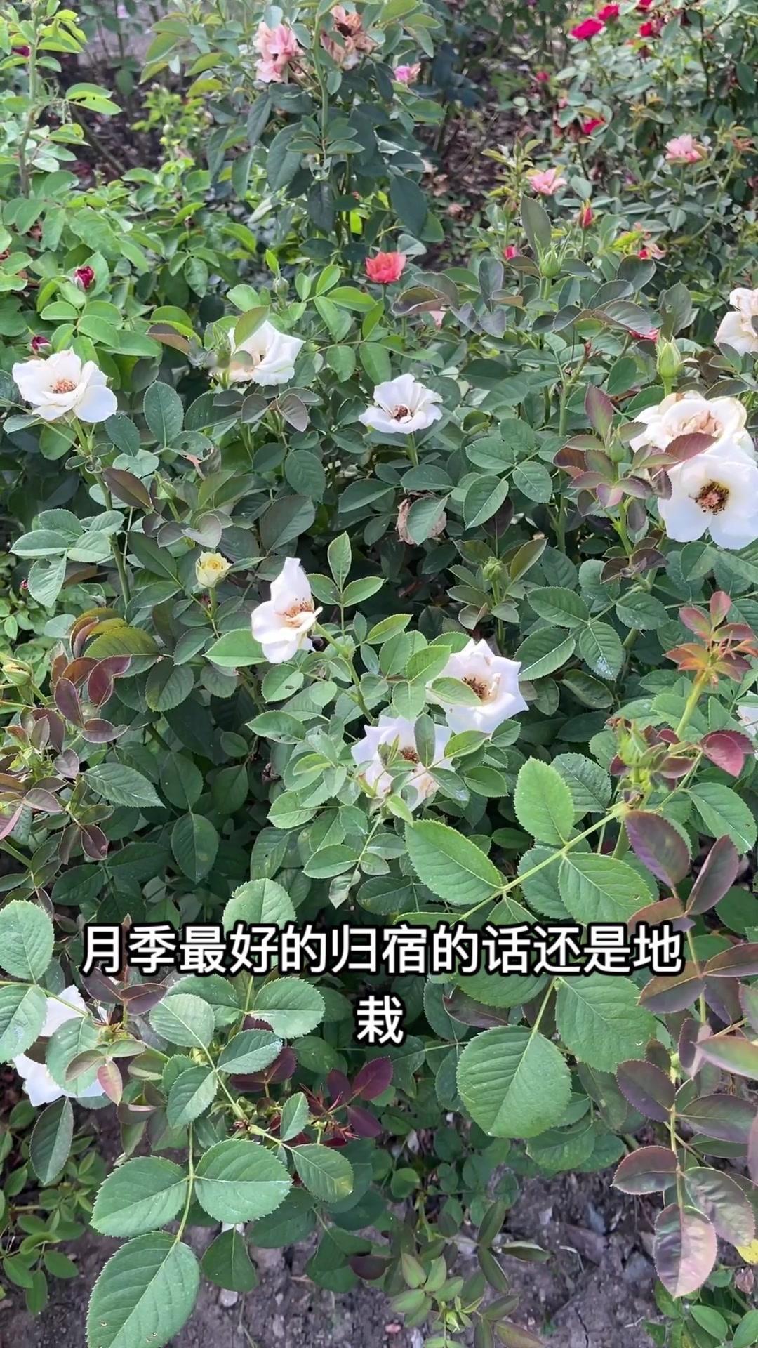 🌿月季地栽真的绝！根系自由舒展，水肥、温度、抗病性都占优，长势开花量直接碾压盆