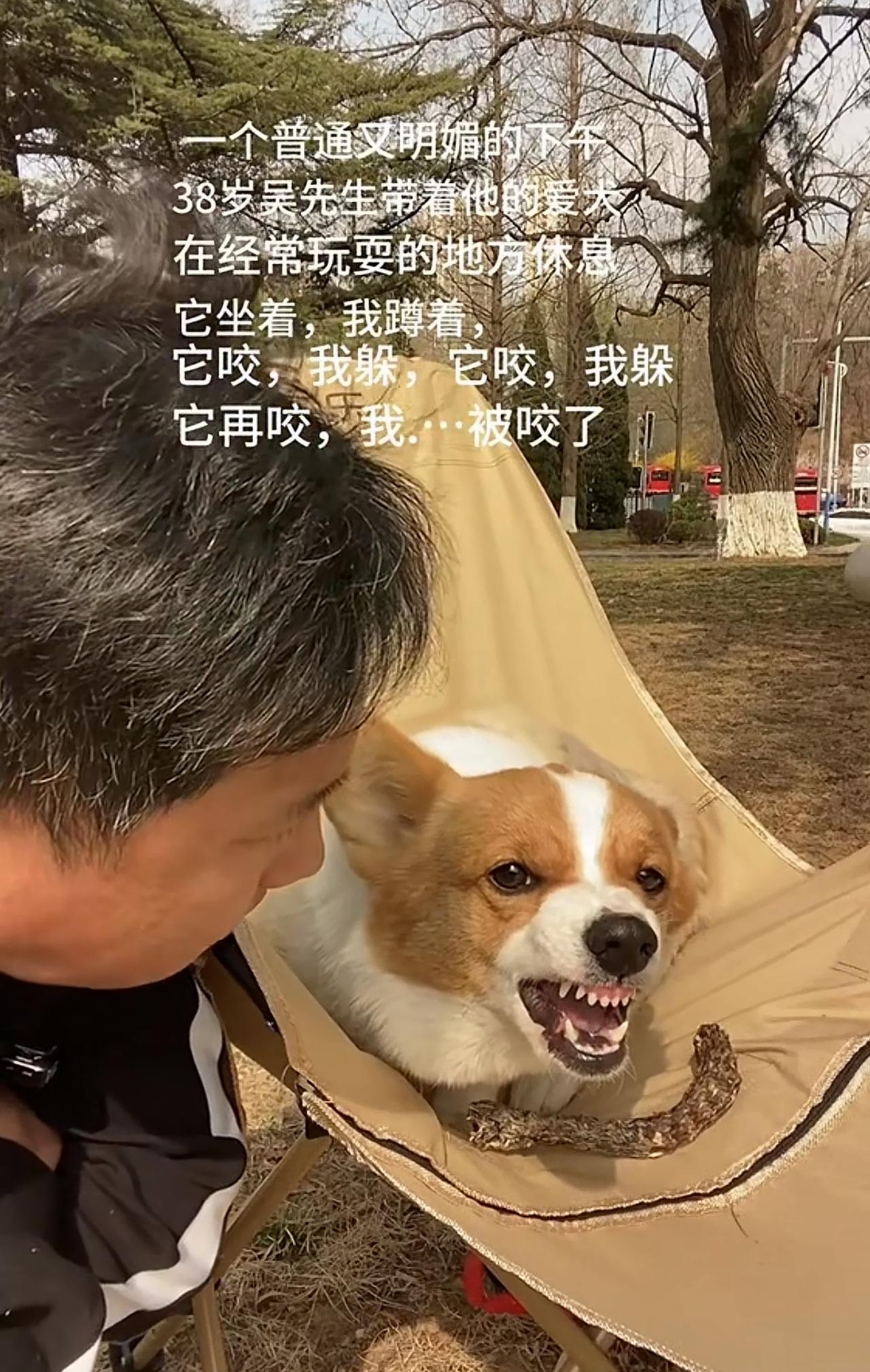被自己家的狗咬了？没关系，它再跟你玩呢！