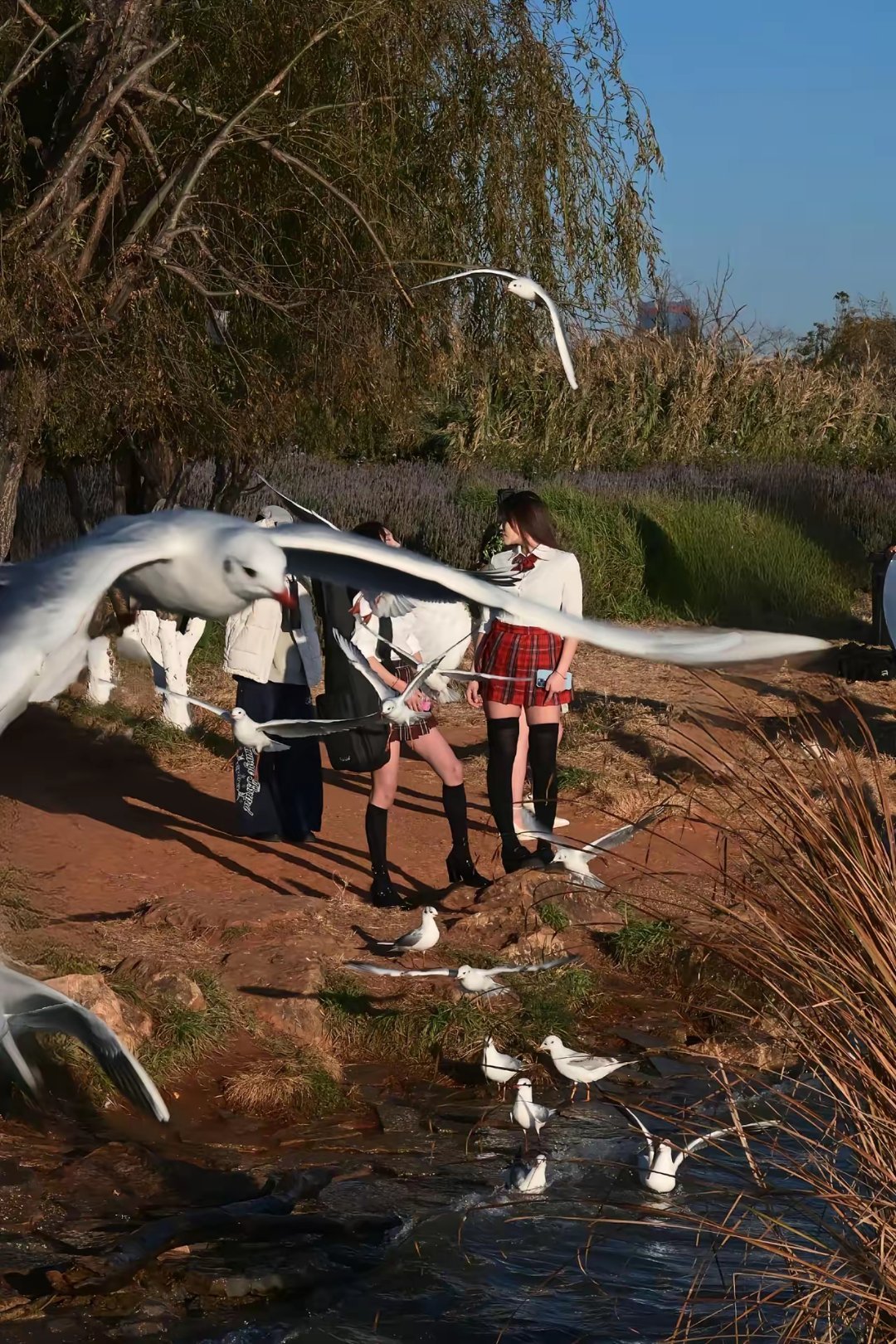 好像买了个假尼康拍鸟总对不上焦。不是说尼康打鸟很专业的么