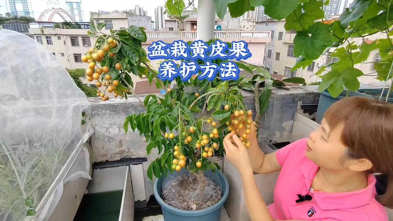 🌱第三年就果满枝头啦！分享从小苗到结果的完整养护步骤～1️⃣配土定植：选疏松
