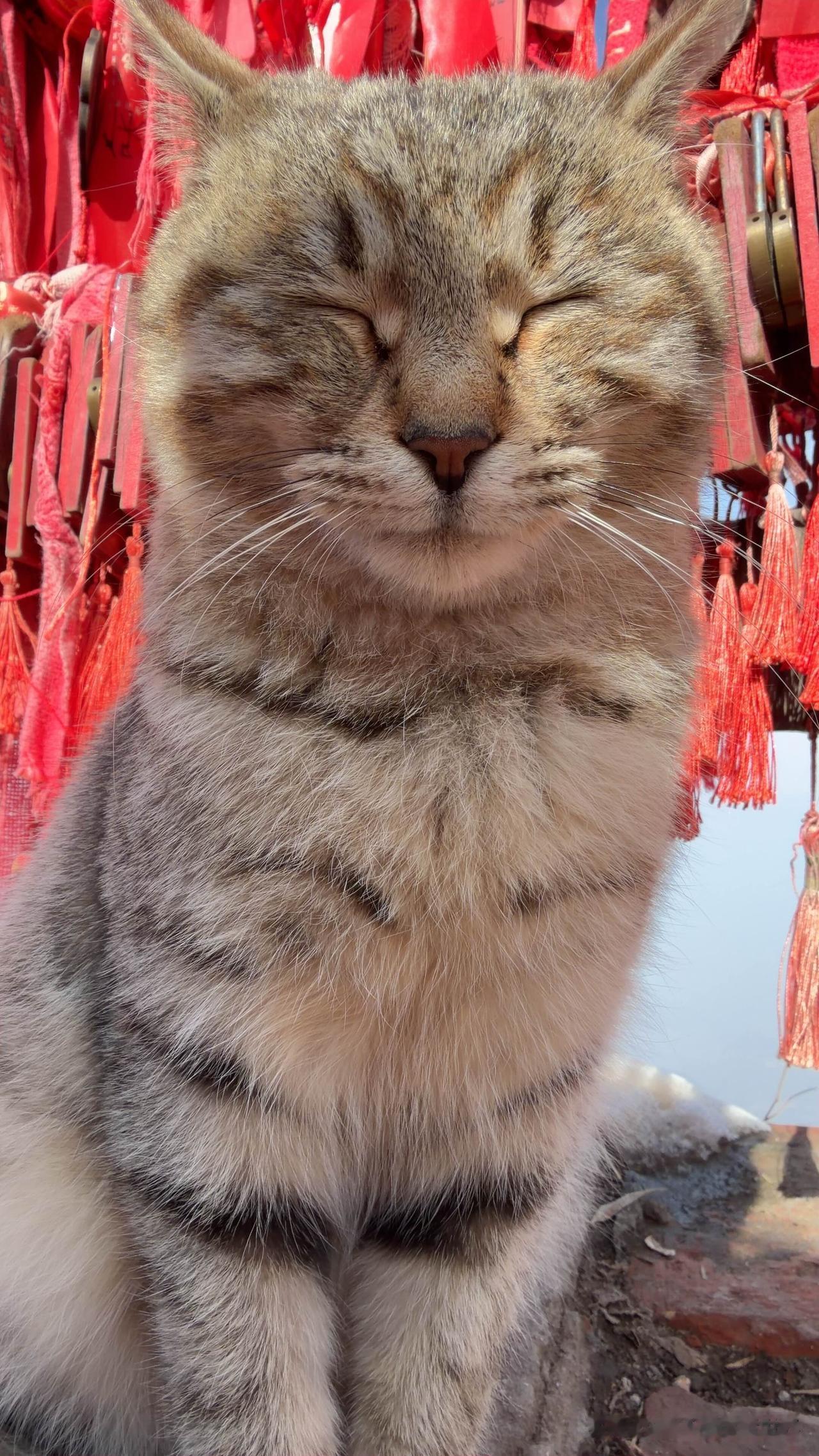 红牌下的喵法师暖阳穿过层层叠叠的红色祈福牌，在石板路上落下细碎的光斑。狸花猫