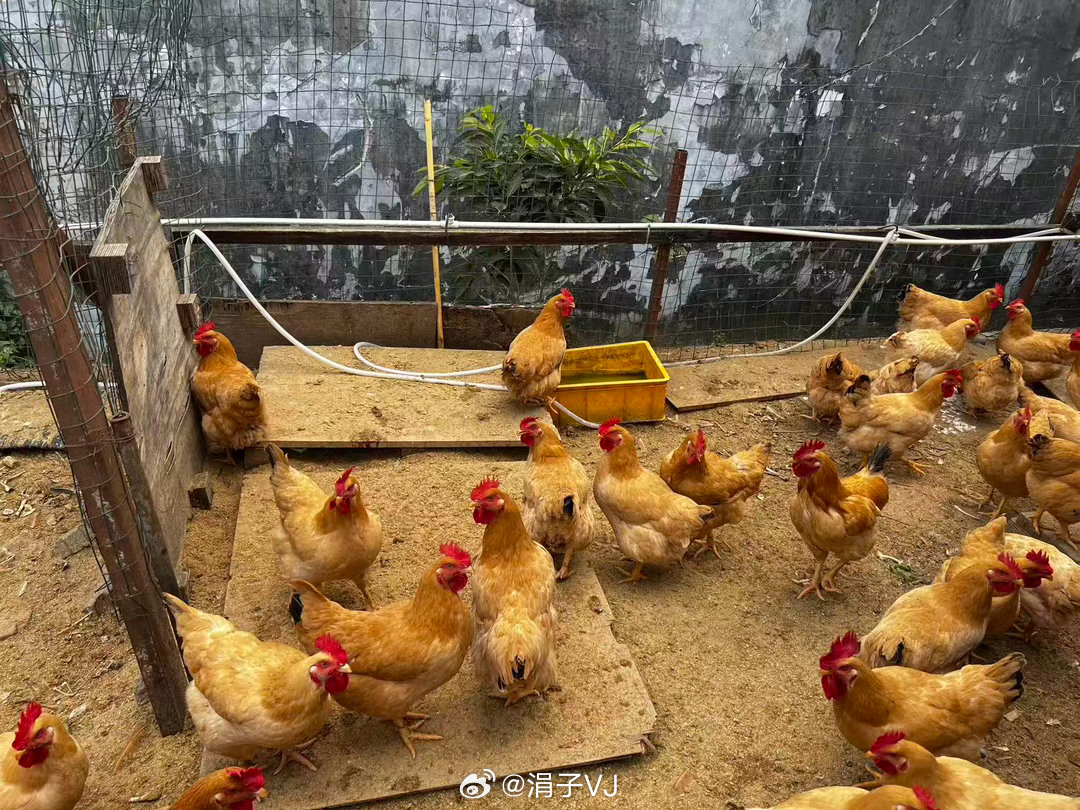 周末携老扶幼吃个农家菜，深圳难得这么原生态的餐厅，桑拿鸡和炒粉超赞。一桌娃，这个