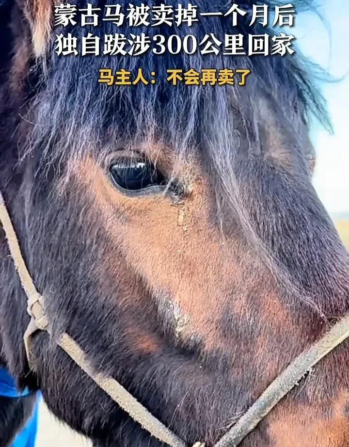 看哭了！近日，内蒙古锡林郭勒草原上，一匹蒙古马被主人卖掉一个月后，居然跨越300