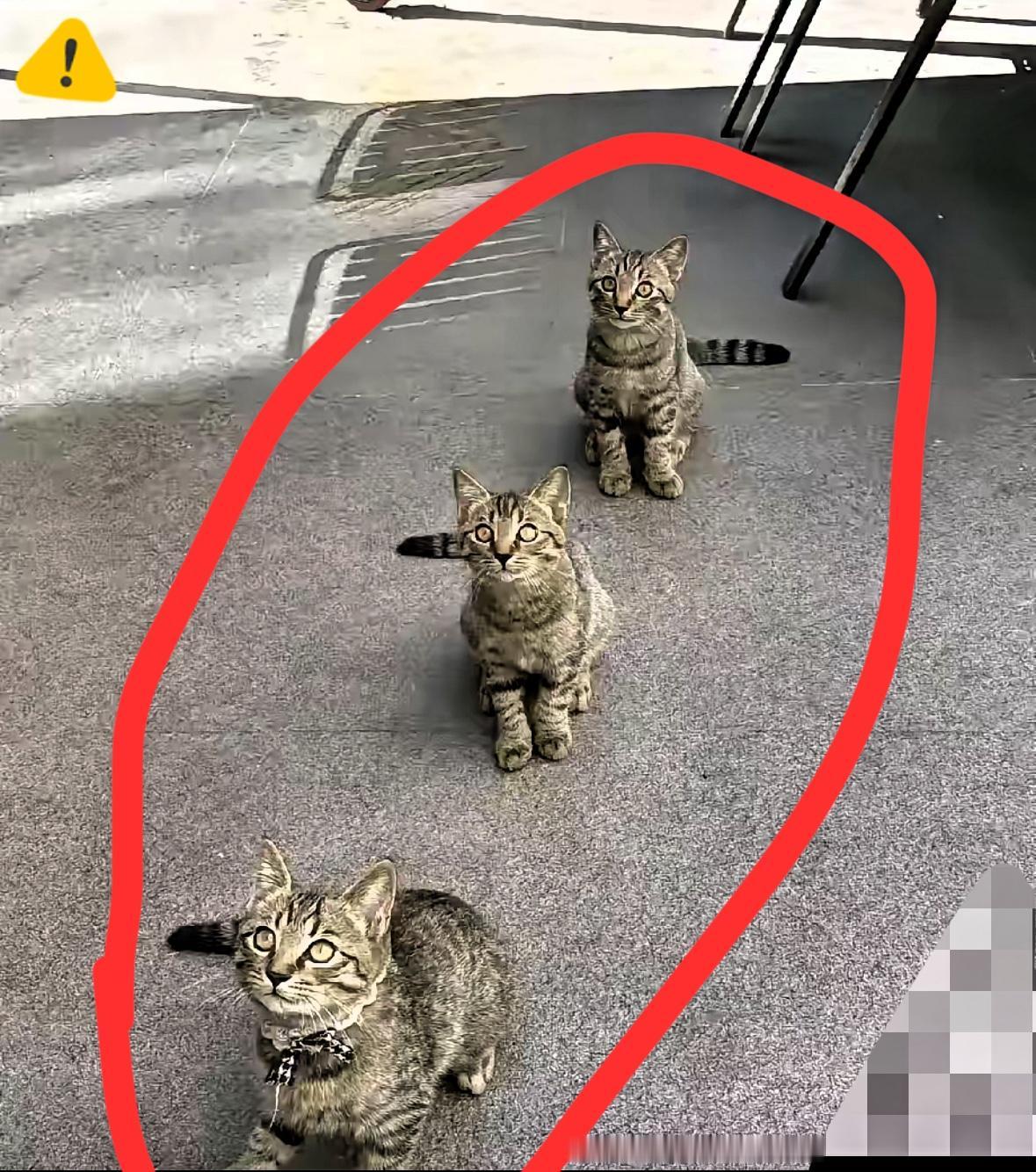 杭州西湖区一家包子铺火了，三只流浪猫每天六点准时蹲门口排队，老板掀笼屉先给它们掰