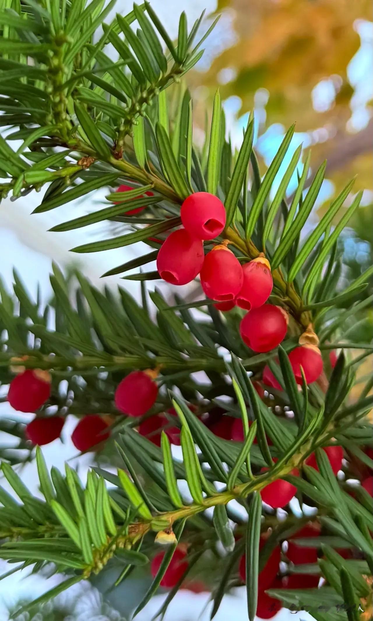 甘肃省的宕昌县风景是真好，知名度是真低。在内地，有雪山，草原，瀑布、湖泊，峡谷