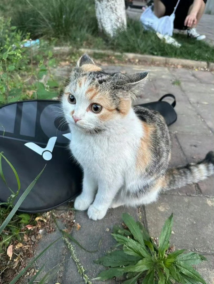 猫咪：可以到你家借宿一宿吗🥹​​​
