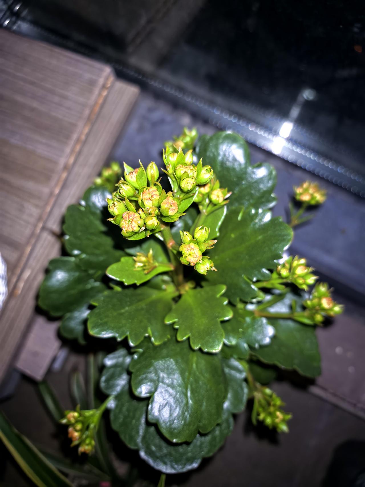 我剪下来的长寿花枝条开始生根了！我并没有对它进行什么处理，甚至没有把它扦插在