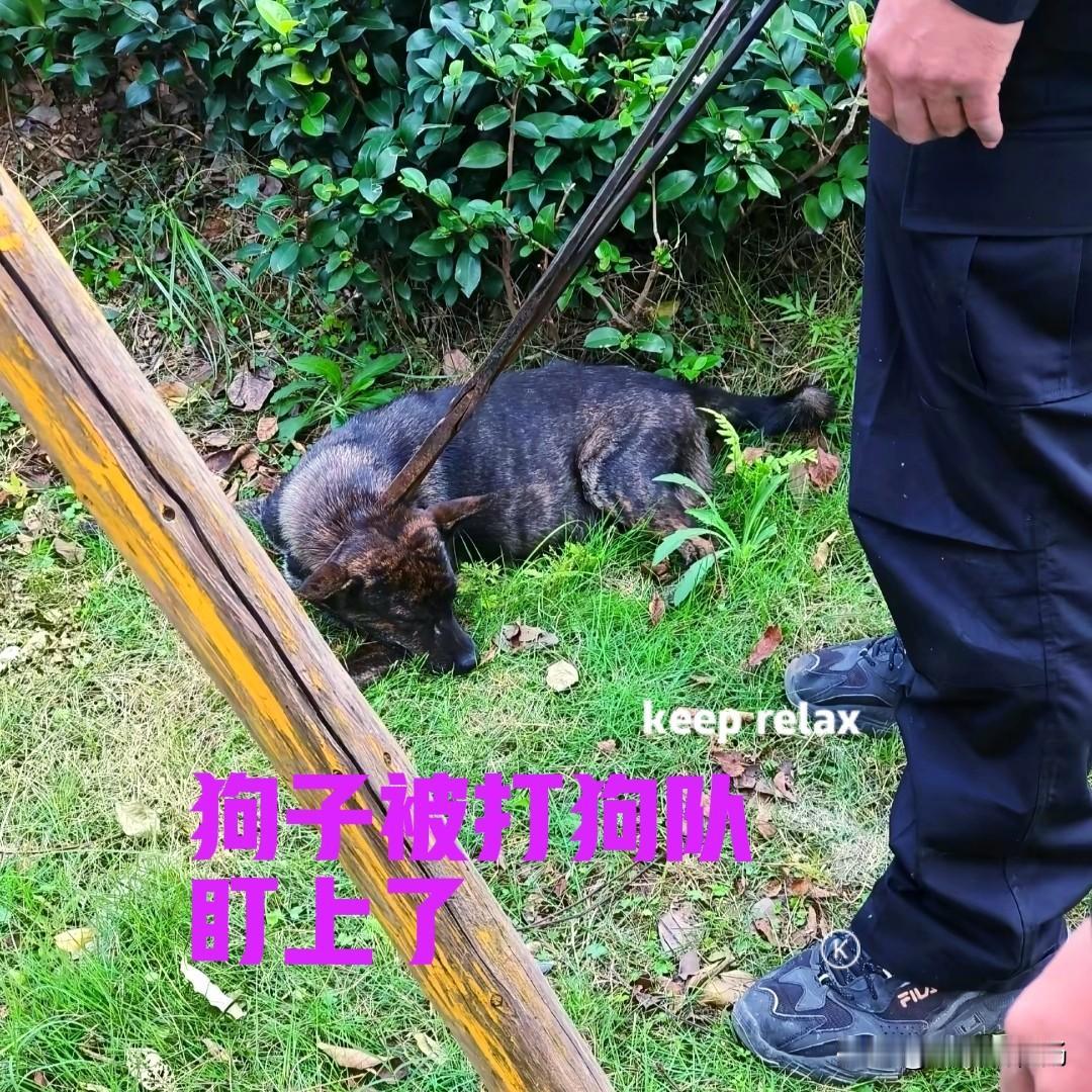 女子投喂过几次的流浪狗，被打狗队给盯上了。打狗队给狗子射了麻药针，并用钳子把狗子