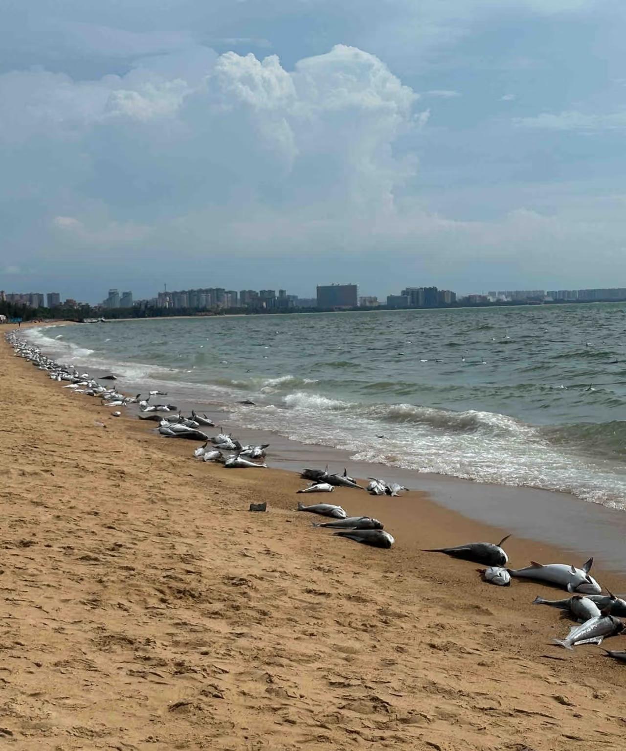 海南海口某海滩上，好多好多这样大个头的死鱼，据说已经发臭了。我就纳闷了，这些鱼是