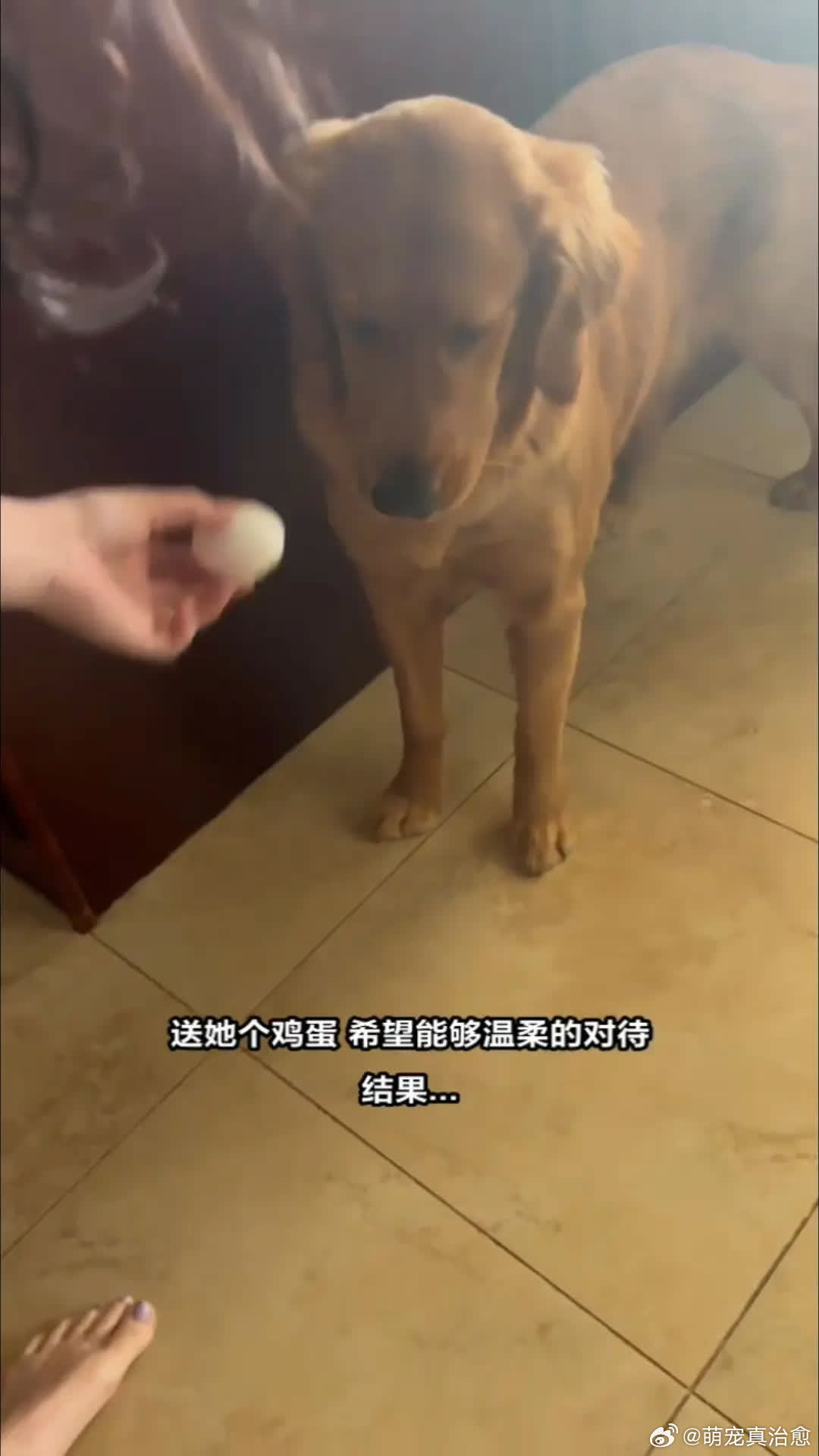 狗：开！萌宠宠物