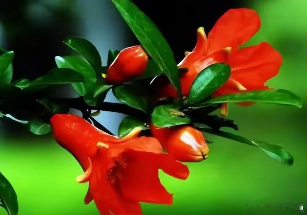 红艳艳的石榴花乘风度雨，染醉朝雾晚霞，也映亮了整个夏天～寻美中国寻美河南​​​