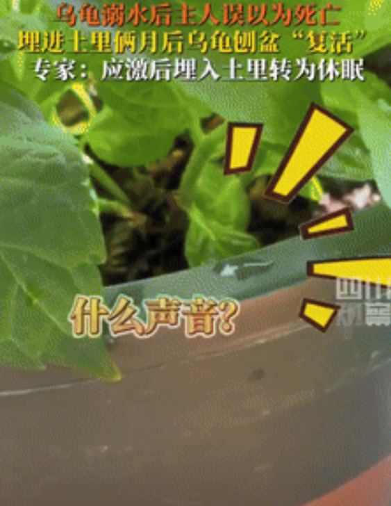 真是个憨憨！四川，女子养的乌龟过了冬眠期后意外呛水，看它一动不动以为噶了，于是顺