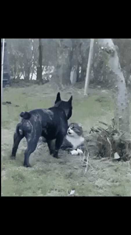 别觉得猫咪软萌就好拿捏！你以为的“病猫”，说不定藏着随时反击的狠