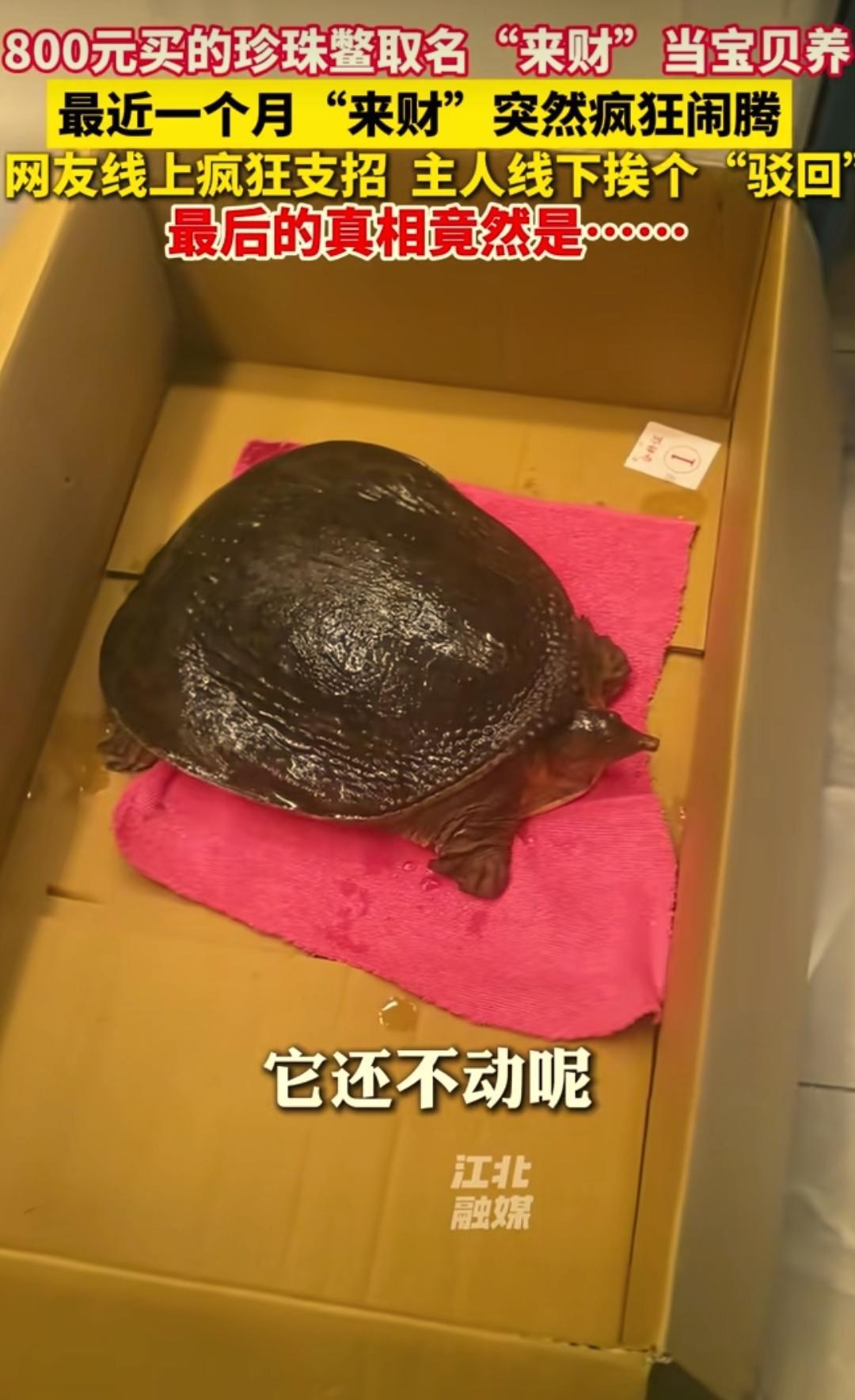 “笑不活了！”6月23日报道，江苏张家港，一女子花800块买了只珍珠鳖，自己又置