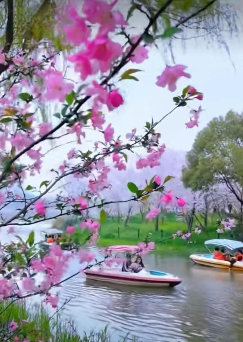 清明时节梨花开，桃花谢去白雪来。云开万里，不染尘埃。晨光如洗，心随境转。四月