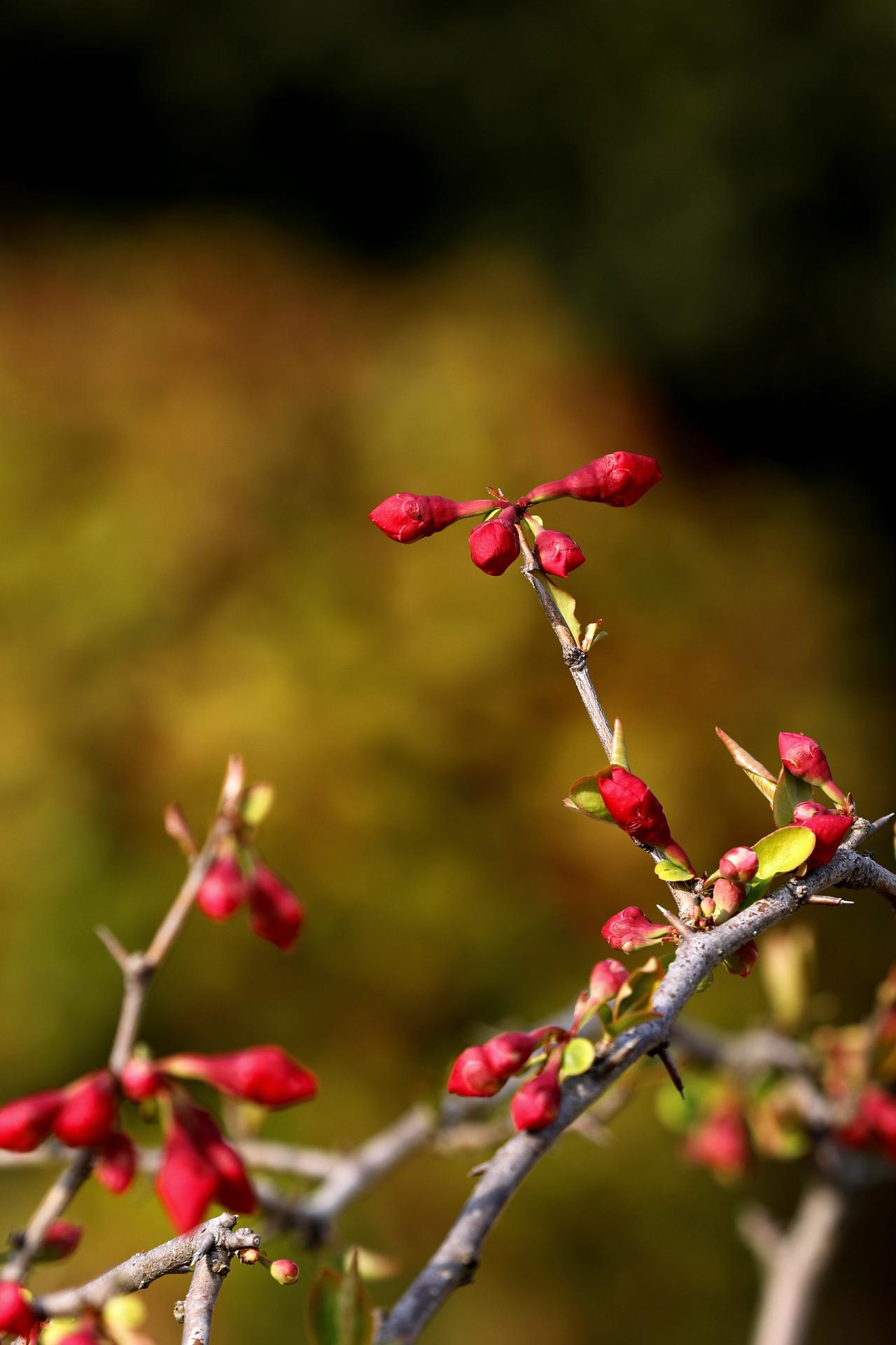 春花春风拂面，正是百花齐放的好时节。背上单反相机，漫步在公园的小路上，看枝头繁