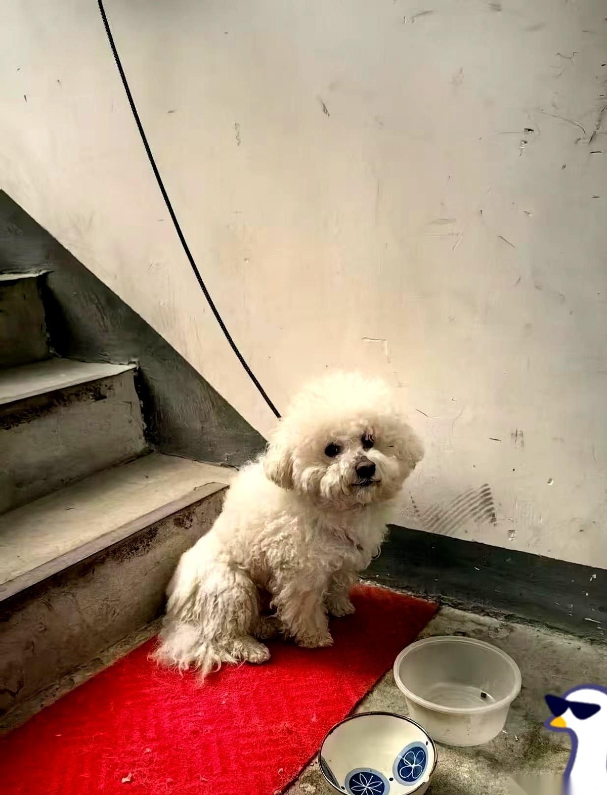 主人没了，家就没了。对人是这样，对狗更是。楼道里那只小狗，还趴在那个已经脏了