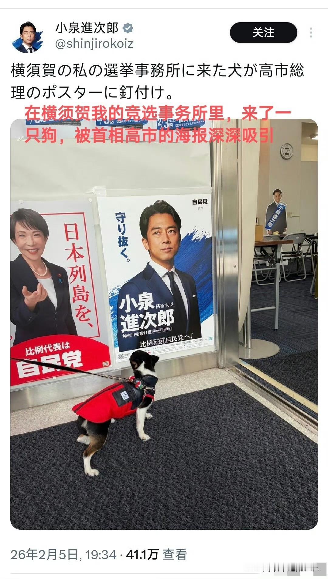 见鬼了？在日本，狗都去参加高市的竞选了？突然想，是不是小泉次进郎家里养了很多狗
