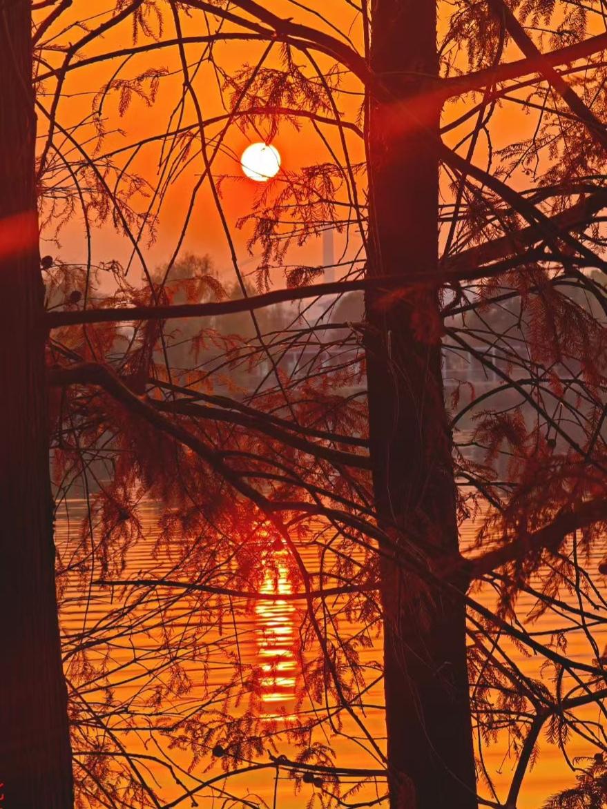 橘色暮色漫过水面，枝桠的剪影里，落日正倚着桥塔歇脚，波纹把整片暖光揉成了晃荡的糖
