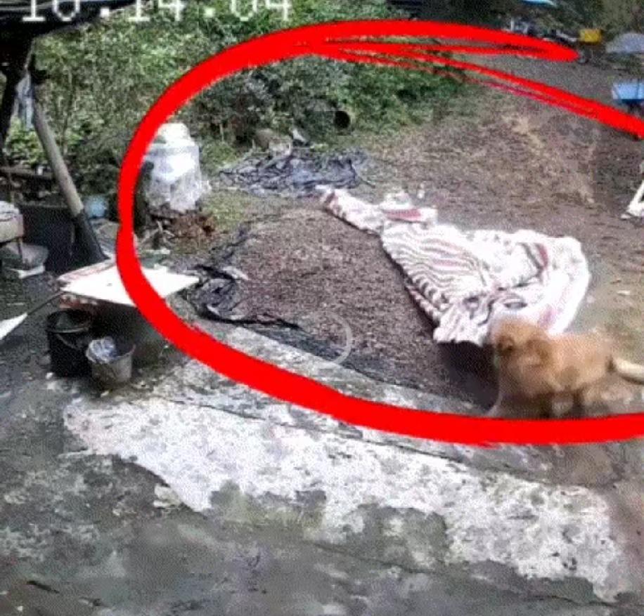 太有灵性了，广东农村，夫妻俩下地干活，突然下起了暴雨，想起院子里还晾晒着玉米，俩
