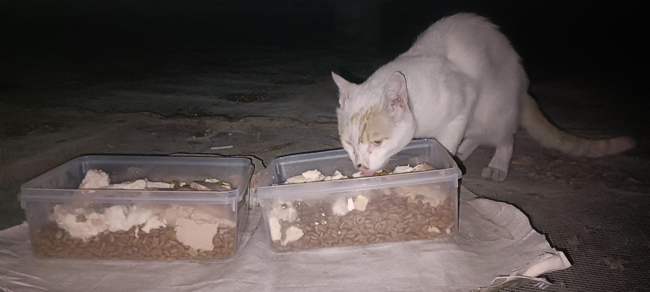 今天夜里气温不高，喂猫没那么热了。有些流浪猫看起来块头比较大，可胆子却小，看到别