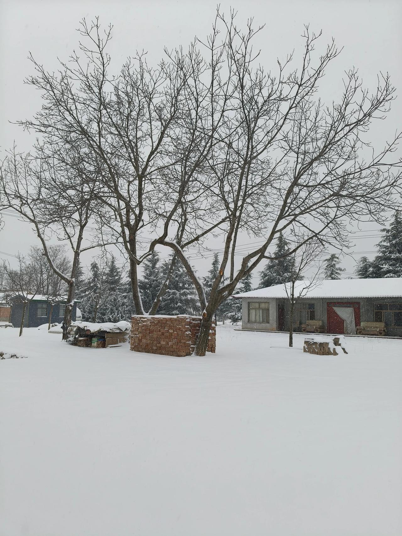 长这么大，头一回见正月二十六还下这么大的雪！早上刚醒，就听见机场的扫雪车呜